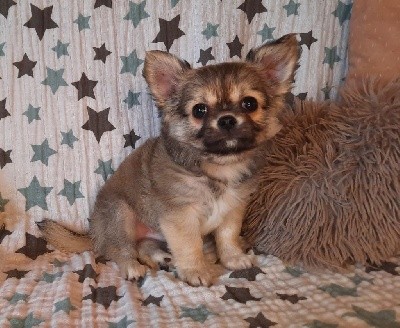 So Sweet And Cute - Chihuahua - Portée née le 15/09/2021