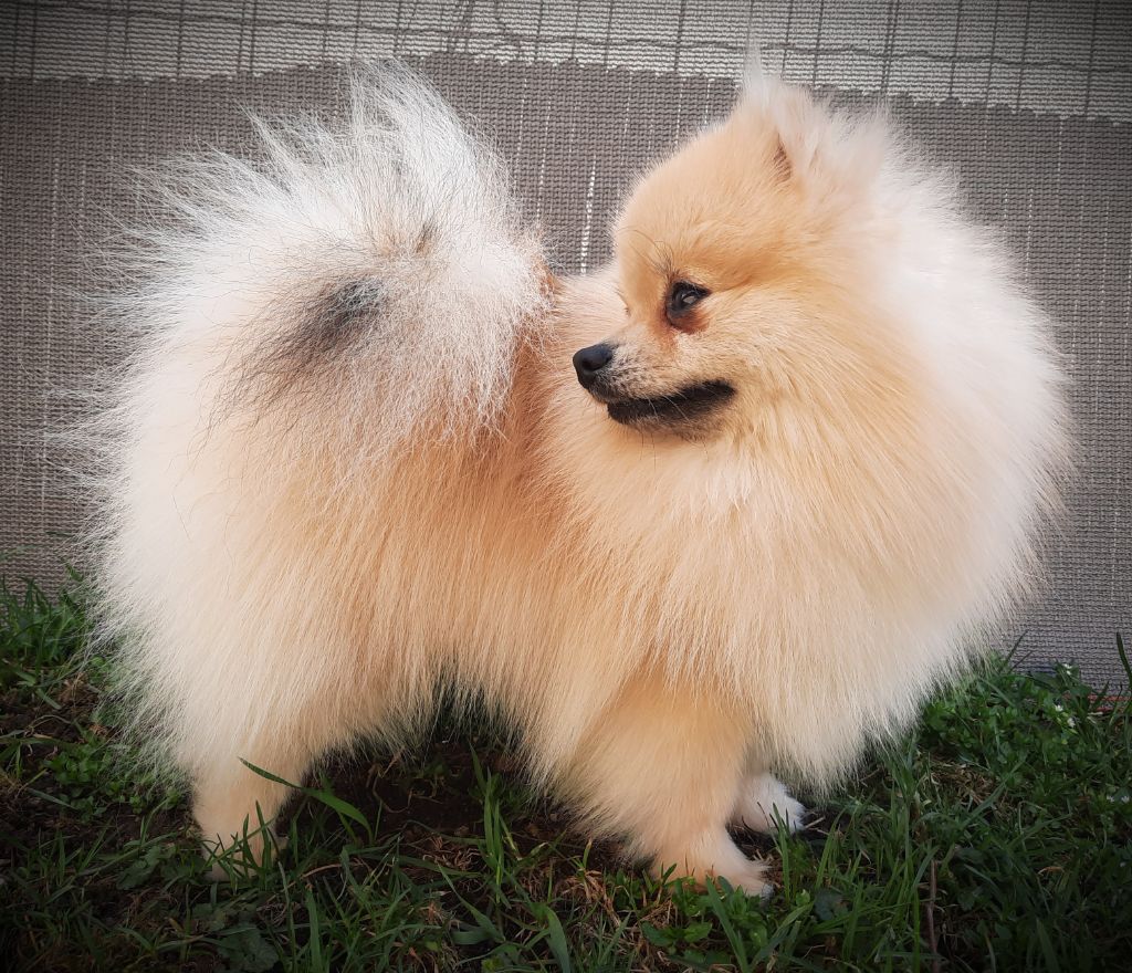 So Sweet And Cute Primo bello