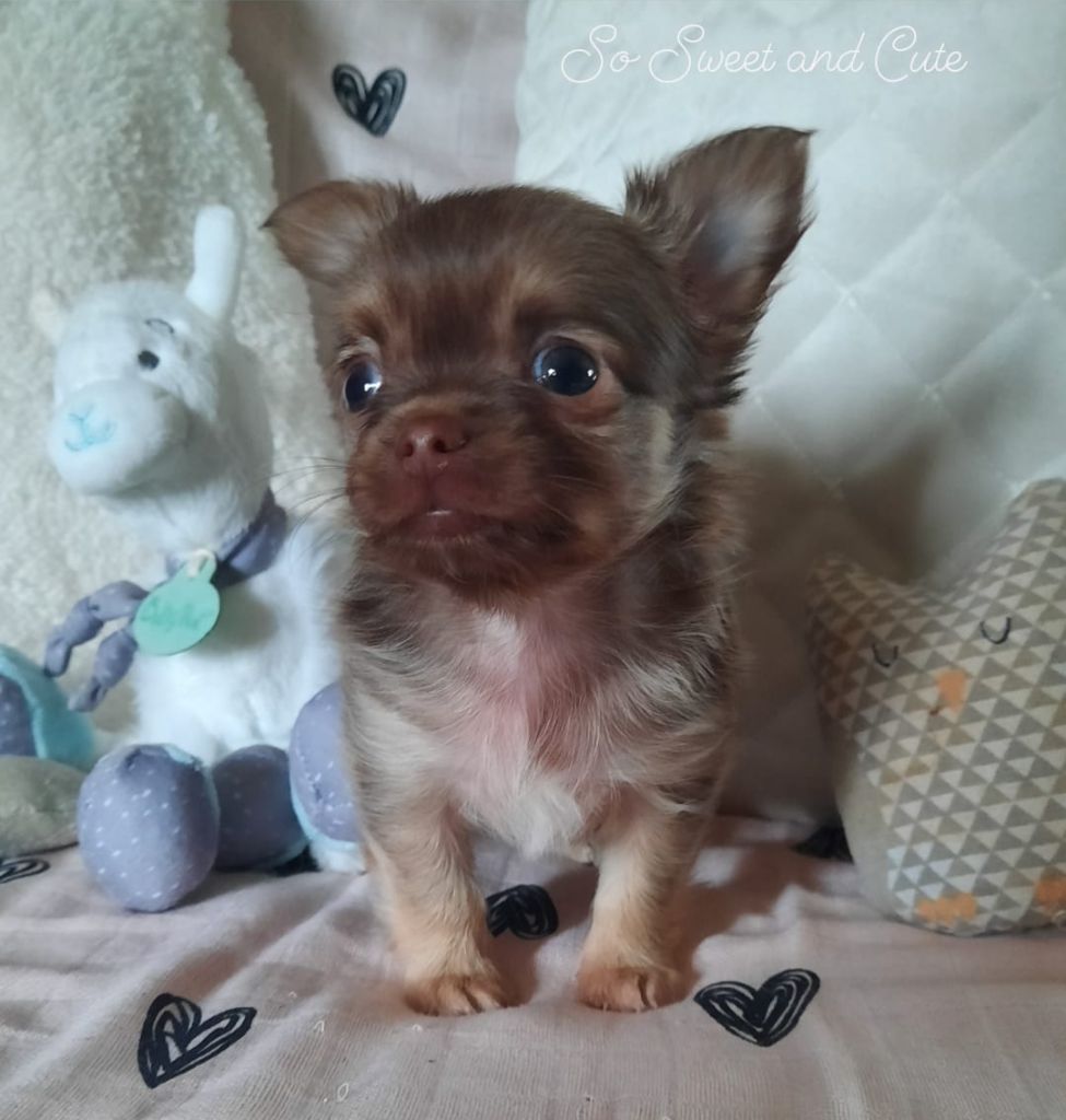 So Sweet And Cute - Chihuahua - Portée née le 01/05/2020