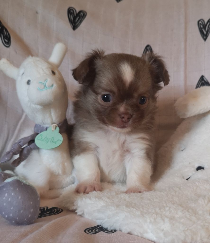 So Sweet And Cute - Chihuahua - Portée née le 01/05/2020